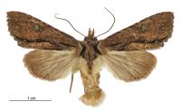 Meterana diatmeta (male). Noctuidae: Noctuinae. 