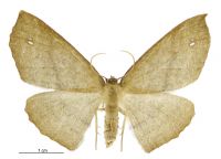 Xyridacma alectoraria (female). Geometridae: Oenochrominae s. lat.. 