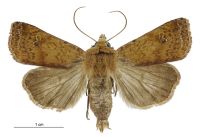 Diarsia intermixta (male). Noctuidae: Noctuinae. 