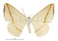 Orthoclydon pseudostinara (female). Geometridae: Larentiinae. 