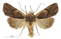 Meterana alcyone (male). Noctuidae: Noctuinae. 