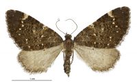 Hydriomena arida (female). Geometridae: Larentiinae. 