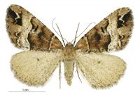 Pseudocoremia fascialata (female). Geometridae: Ennominae. 