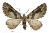 Pasiphila suffusa (female). Geometridae: Larentiinae. 