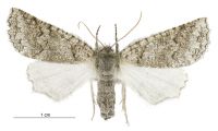 Declana niveata (female). Geometridae: Ennominae. 