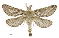 Aoraia orientalis (male). Hepialidae: . 