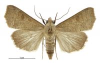 Anomis involuta (male). Erebidae: Scoliopteryginae. Irregular migrant to New Zealand