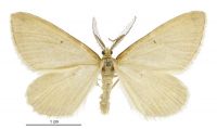 Asaphodes sericodes (male). Geometridae: Larentiinae. 
