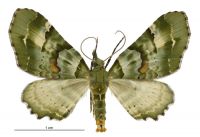 Elvia glaucata (female). Geometridae: Larentiinae. 