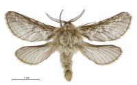 Aoraia macropis (male). Hepialidae: . 
