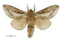Wiseana signata (male). Hepialidae: . 