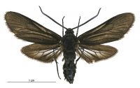 Artona martini (female). Zygaenidae: Procridinae. 