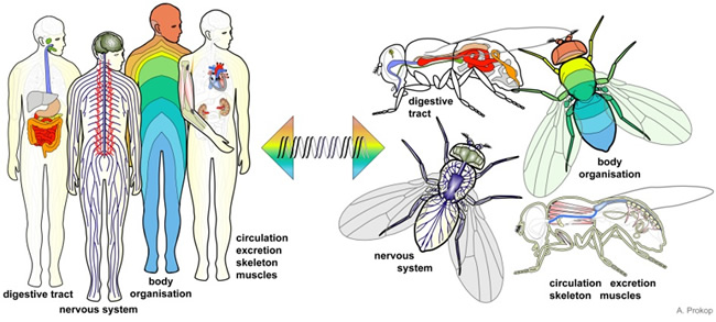 Fruit fly as a model genetic organism