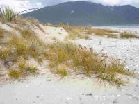 Active sand dune dominated by golden sand sedge/pingao, <em>Ficinia spiralis</em>, Big Bay, Western Fiordland (Susan Wiser)