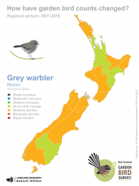 Grey Warbler/Riroriro