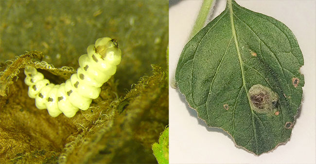 Larva (left) of a leaf-mining beetle (Trachys menthae) found at several sites in southern France, and typical damage (right). 