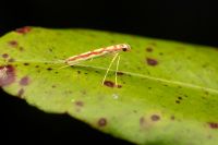 Swamp maire moth (<em>Macarostola miniella</em>), on swamp maire leaf. Angela Simpson 