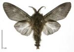 Common bag moth