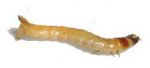 Pasture wireworm
