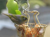 Silvereye at feeder with bread. Image - H. Christophers