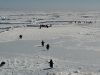 Penguins walking on sea ice. Image - Kerry Barton