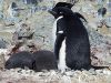 Breeding penguin, with a flipper band and two chicks.