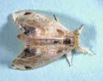 Adult female moth (a wingless form also occurs.)