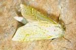Adult puriri moth