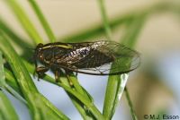 Variable Cicada: <em>Kikihia muta</em>