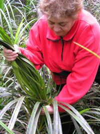 Ranui Ngarimu demonstrates the correct way to wrench a head of kiekie leaves. Image - Sue Scheele
