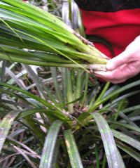 A tuft of kiekie leaves wrenched for weaving. Image - Sue Scheele