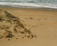 Wheel tracks go over pīngao on dunes, Ocean Beach, Hawke's Bay. Image - Geoff Walls