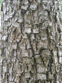 Rough, corky bark of tī kōuka. Image - Sue Scheele
