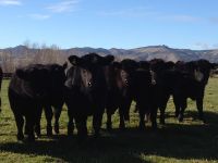 Canterbury farms are larger than Southland and Waikato farms, on average