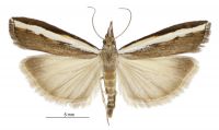 Orocrambus flexuosellus (male). Crambidae: Crambinae. Endemic