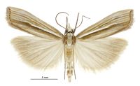 Orocrambus ramosellus (male). Crambidae: Crambinae. Endemic