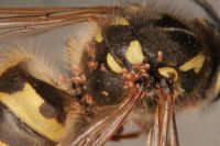 A wasp infested with tiny mites. 