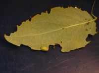 Larva of <em>Chrysolina abchasica</em> feeding on a tutsan leaf.