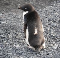 Adélie penguin at Cape Bird, Ross Island showing feather loss on its back. Image - Wray Grimaldi