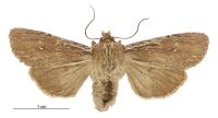 Graphania infensa (female). Noctuidae: Noctuinae. 