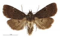 Austramathes purpurea (male). Noctuidae: Noctuinae. 