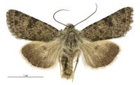 Aletia s.l. dentata (male). Noctuidae: Noctuinae. 