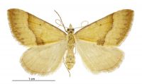 Anachloris subochraria (female). Geometridae: Larentiinae. 