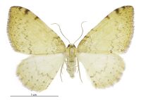 Epiphryne undosata (female). Geometridae: Larentiinae. 
