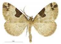 Pseudocoremia flava (male). Geometridae: Ennominae. 