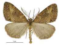 Pseudocoremia ombrodes (male). Geometridae: Ennominae. 