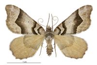 Helastia triphragma (female). Geometridae: Larentiinae. 