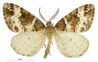 Pseudocoremia fluminea (male). Geometridae: Ennominae. 