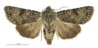Aletia s.l. dentata (female). Noctuidae: Noctuinae. 