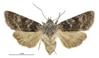 Aletia s.l. cucullina (female). Noctuidae: Noctuinae. 